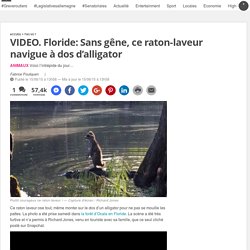 VIDEO. Floride: Sans gêne, ce raton-laveur navigue à dos d’alligator