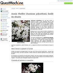 Jasmin Florifère (Jasminum polyanthum), famille des oléacées
