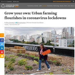 Grow your own: Urban farming flourishes in coronavirus lockdowns