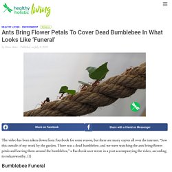 Ants Bring Flower Petals To Cover Dead Bumblebee In What Looks Like 'Funeral'