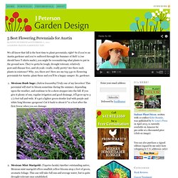 5 Best Flowering Perennials for Austin — J Peterson Garden Design