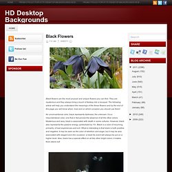 Black Flowers ~ HD Desktop Backgrounds
