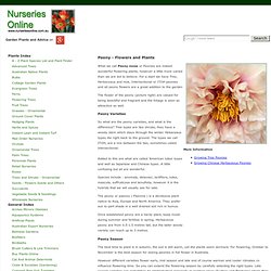Peony Flowers and Plants for Sale - Nurseries Online