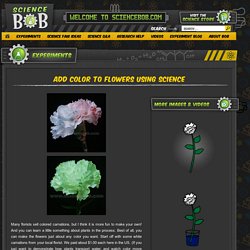 Add Color To Flowers Using Science - ScienceBob.com