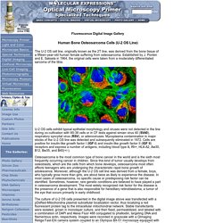 Molecular Expressions Microscopy Primer: Specialized Microscopy Techniques - Fluorescence Digital Image Gallery - Human Bone Osteosarcoma Cells (U-2 OS)