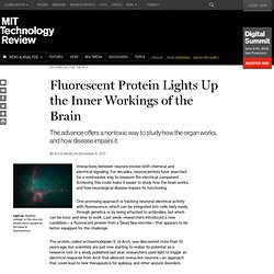 Fluorescent Protein Lights Up the Inner Workings of the Brain