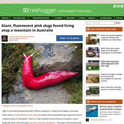 Giant, fluorescent pink slugs found living atop a mountain in Australia