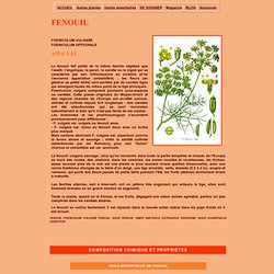 Le FENOUIL foeniculum vulgare plante medicinale pour la digestion source d'anéthole et d'huile essentielle