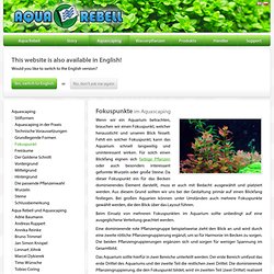 Focus points in Aquascaping - Aquatic Plants - Aquatic plants fertilizer