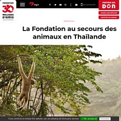 La Fondation au secours des animaux en Thaïlande
