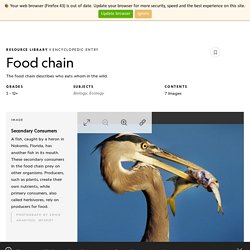 Real-life Food Chain Images and Examples