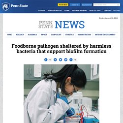 PENN STATE NEWS 21/08/19 Foodborne pathogen sheltered by harmless bacteria that support biofilm formation