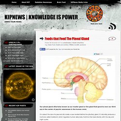 Foods that Feed The Pineal Gland « Kipnews