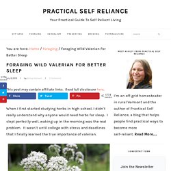 Foraging Wild Valerian For Better Sleep