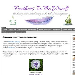 Foraging violets and brewing tea - Feathers in the woods