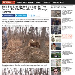 This Sea Lion Ended Up Lost In The Forest. Its Life Was About To Change Forever