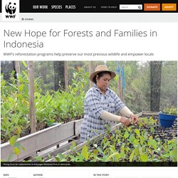 New Hope for Forests and Families in Indonesia