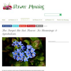 Forget Me Not Flower Meaning