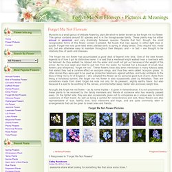 Forget Me Not Flower Pictures & Meanings