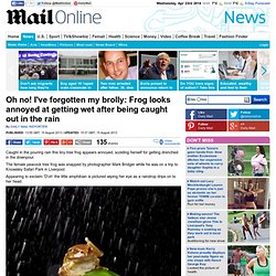Oh no! I've forgotten my brolly: Frog looks annoyed at getting wet after being caught out in the rain
