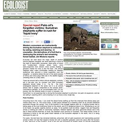 Palm oil's forgotten victims: Sumatran elephants suffer in rush for 'liquid ivory'