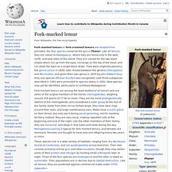Fork-marked lemur - Wikipedia