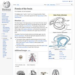 Fornix of the brain