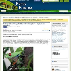 Frog Forum - Agalychnis callidryas