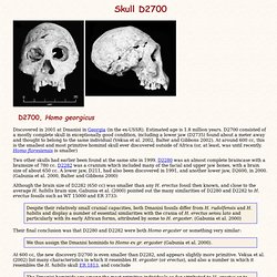 Fossil Hominids: Skull D2700