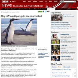 Big NZ fossil penguin reconstructed