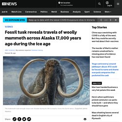 Fossil tusk reveals travels of woolly mammoth across Alaska 17,000 years ago during the ice age