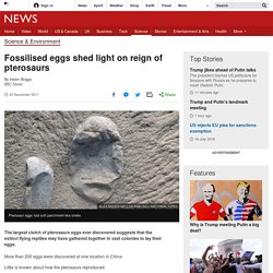 Fossilised eggs shed light on reign of pterosaurs