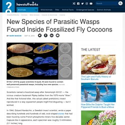 New Species of Parasitic Wasps Found Inside Fossilized Fly Cocoons