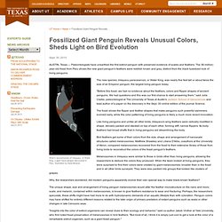 Fossilized Giant Penguin Reveals Unusual Colors, Sheds Light on Bird Evolution
