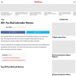 40+ Fox Red Labrador Names - PetTime