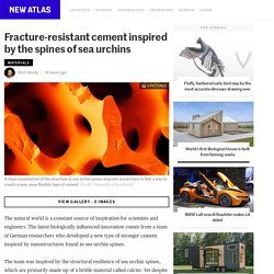 Fracture-resistant cement inspired by the spines of sea urchins