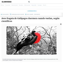 Aves fragata de Galápagos duermen cuando vuelan, según científicos