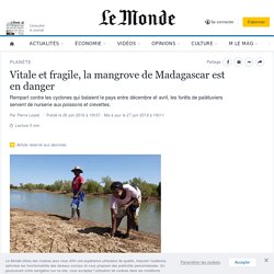 Vitale et fragile, la mangrove de Madagascar est en danger