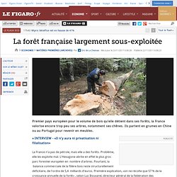 Matières premières : La forêt française largement sous-exploitée