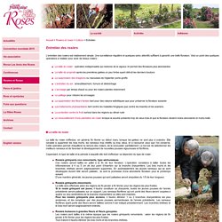 Société Française des Roses - L'entretien du rosier est simple : taille, suppression des drageons et des fleurs fannées, entretien du sol…