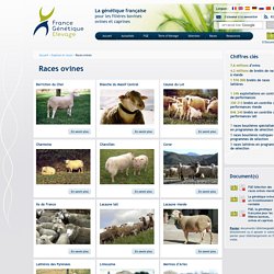 France génétique Elevage - Races ovines