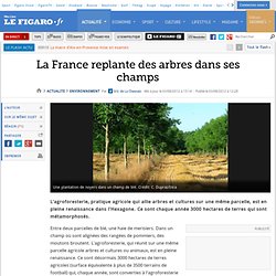 Environnement : La France replante des arbres dans ses champs