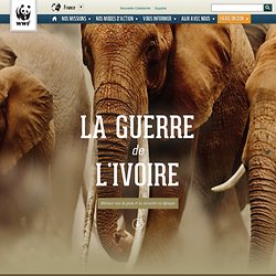 Reportage - La guerre de l'ivoire
