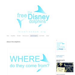 Free the Disney Dolphins: about the dolphins