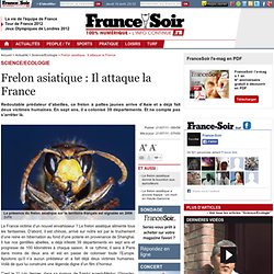 Frelon asiatique : Il attaque la France