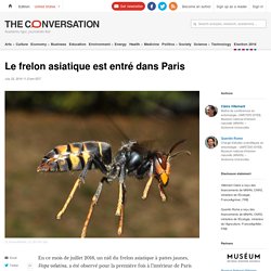 Le frelon asiatique est entré dans Paris
