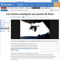France : Les frelons asiatiques aux portes de Paris