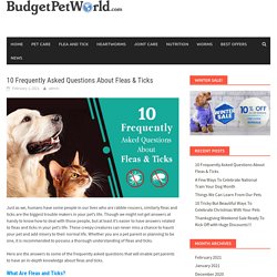 10 Frequently Asked Questions About Fleas & Ticks – BudgetPetWorld