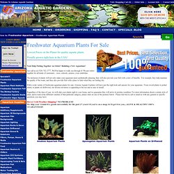 Freshwater Aquarium Plants For Sale