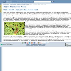 Native Freshwater Plants - Watershield - Brassenia